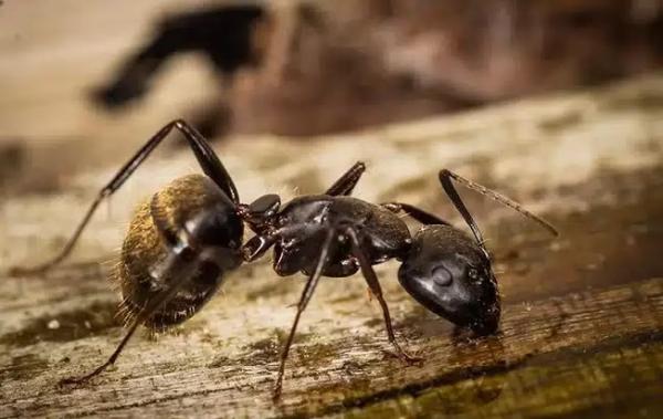 Ecopro Termite & Pest