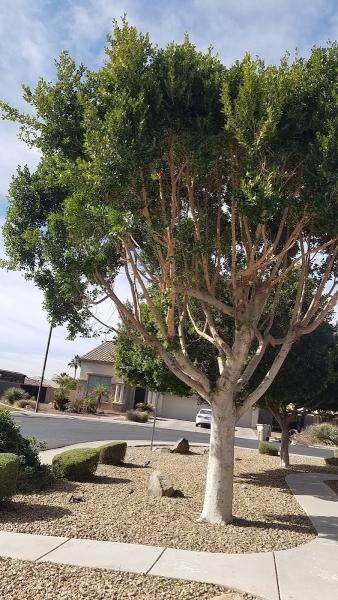 Western Cactus Yard Maintenance