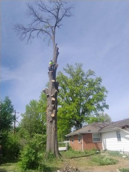 Thompson Tree Care and Landscaping