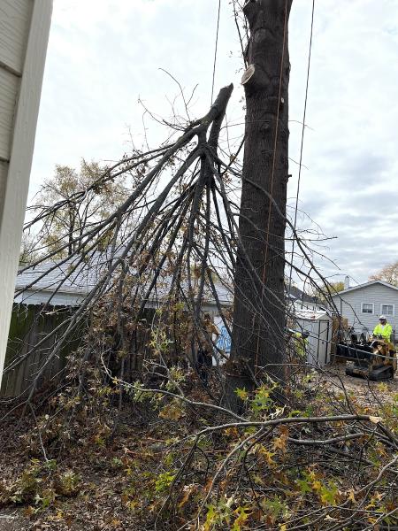 Thompson Tree Care and Landscaping