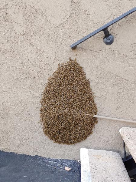 The Bee Man