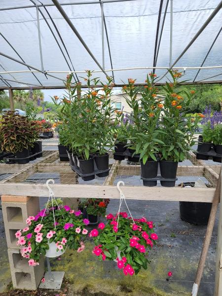 Nursery Landscape & Garden Center