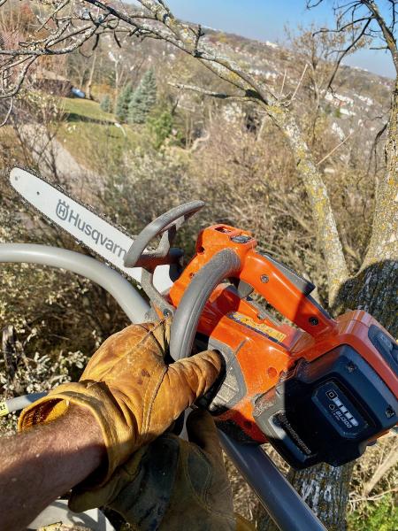 Augusta Tree & Stump Removal Services