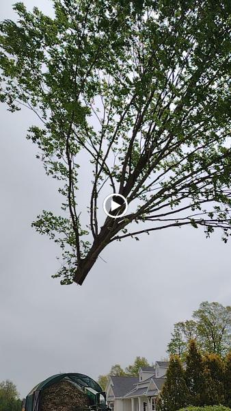 Lavish Lawn Care & Landscaping & Tree Service