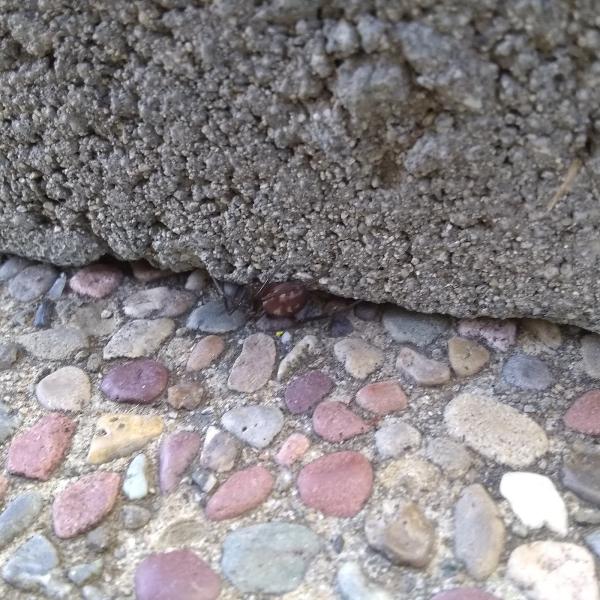 Frank Pest Control Co.