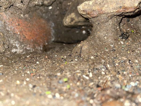 Productive Rodent Proofing