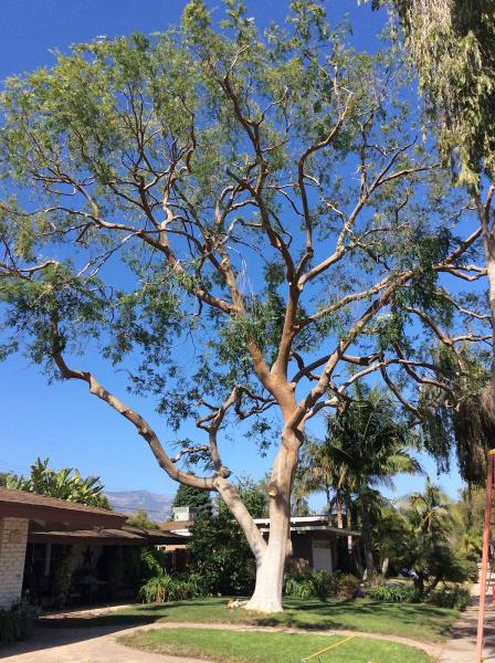 The Beaver Tree Co. Inc. DBA Giant Beaver Tree Services