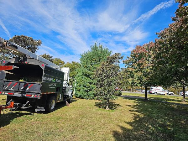Broadleaf Tree Care