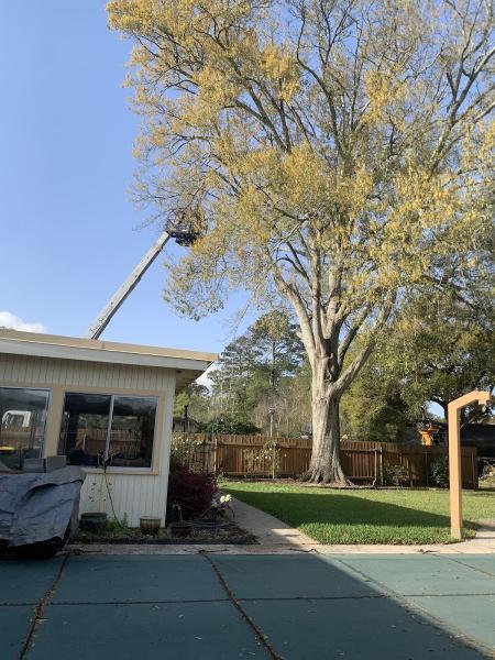 Green Leaf Tree Service