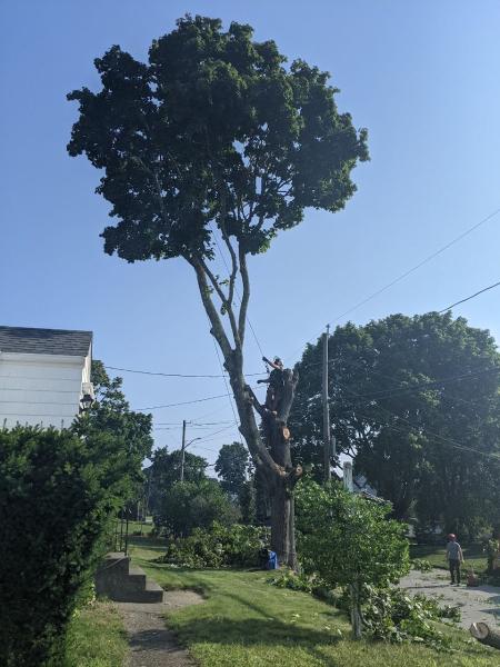 Family Tree Services