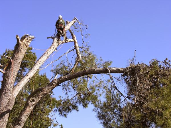Superior Tree Service