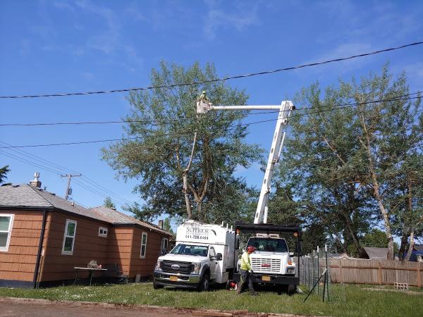 Superior Tree Service