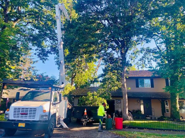 Superior Tree Service