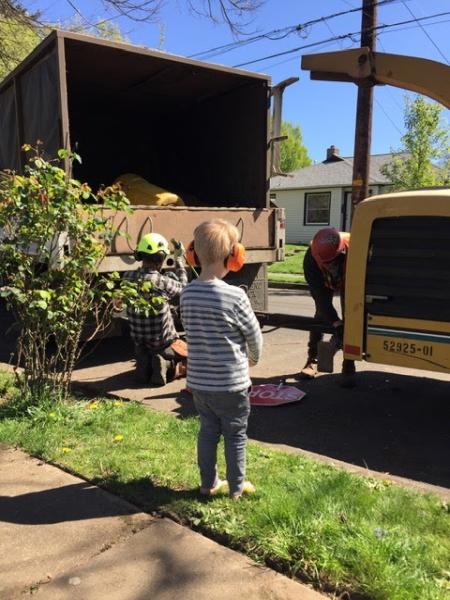 Arborscape Tree Care