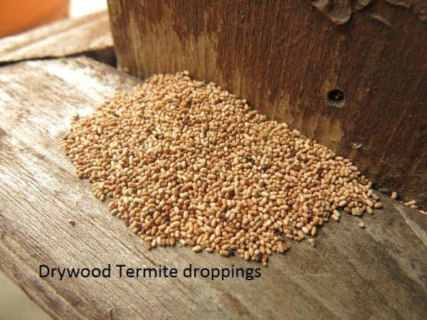 Pinellas Termite and Pest Control Inc.