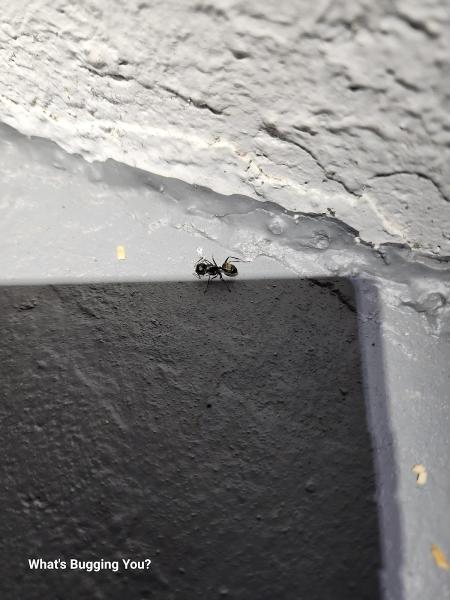 What's Bugging You?
