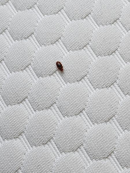 What's Bugging You?