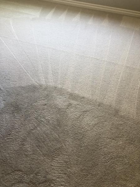 Steam King Carpet Care