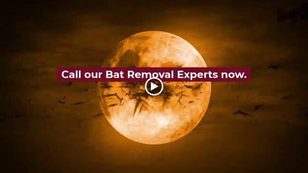 Bats B Gone