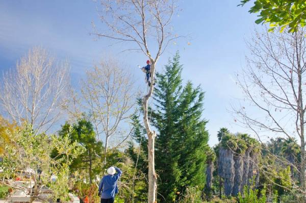 Tree Barber Enterprises