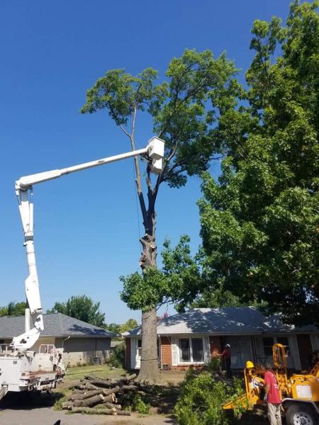 Atkins Tree Care