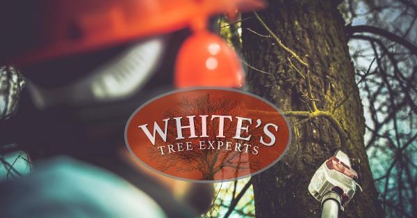 White's Tree Experts