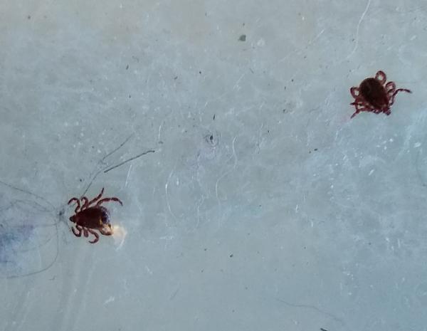 Preventive Pest Control Las Vegas