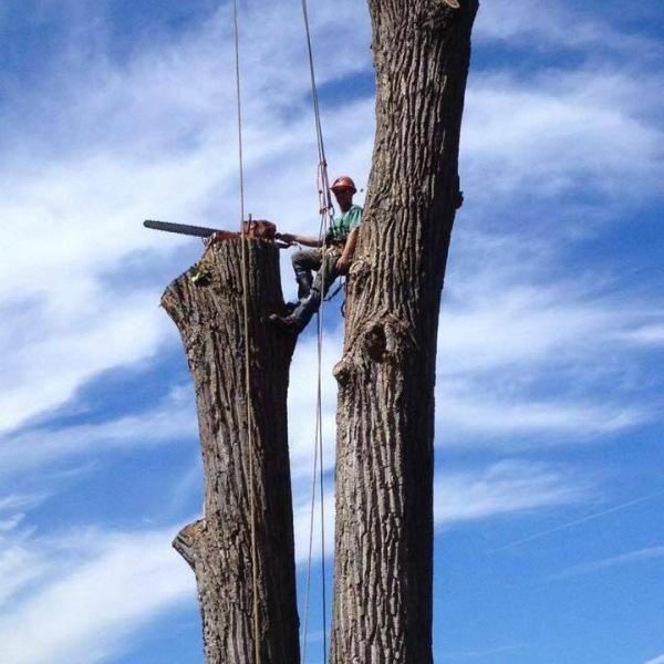 Malec Tree Services