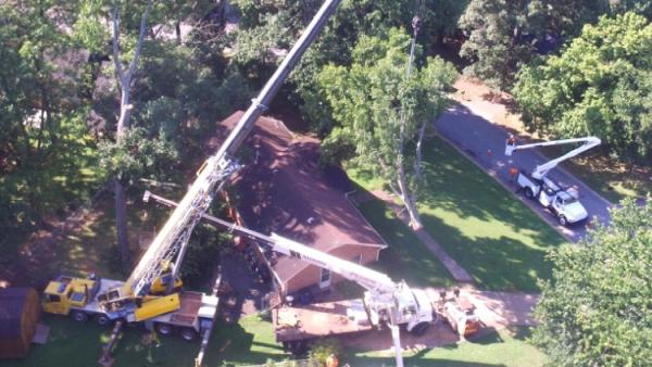 Rockin' W LLC Tree Service