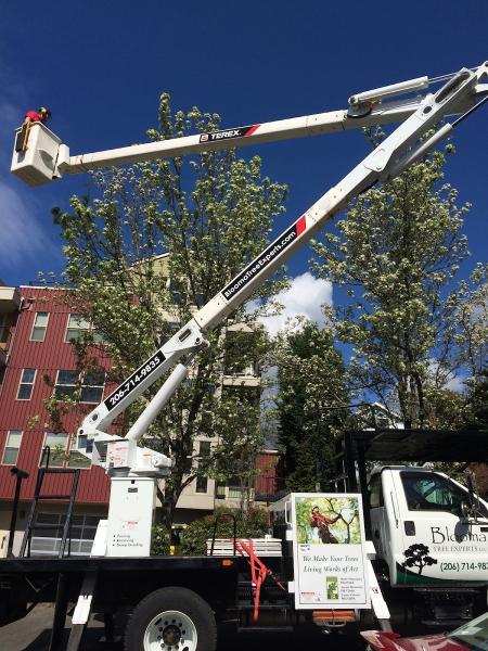 Blooma Tree Experts