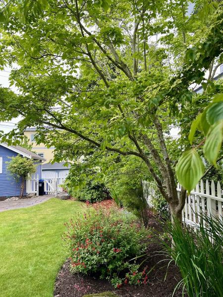 Blooma Tree Experts