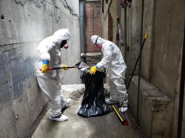 Discount Mold Removal