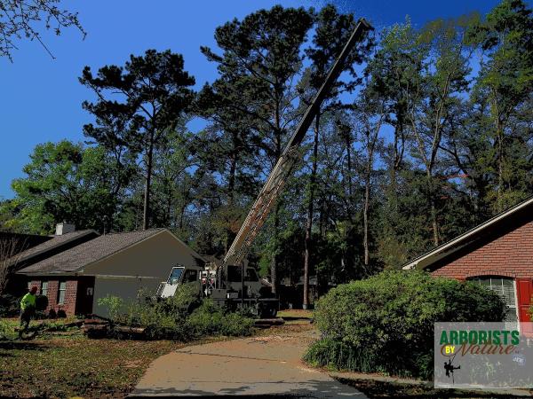 Arborists By Nature
