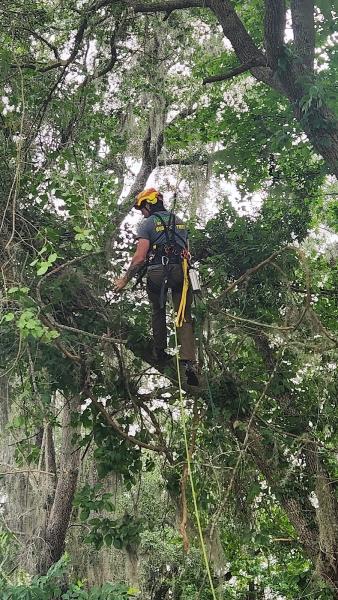 Arborists By Nature