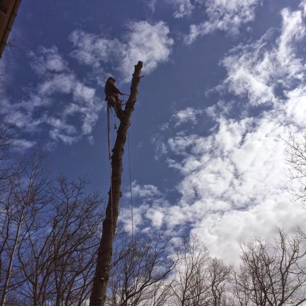 Turning Leaf Tree Service Asheville NC