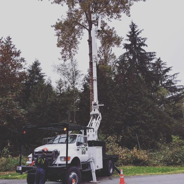 Pacific Tree Management