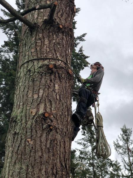 Pacific Tree Management