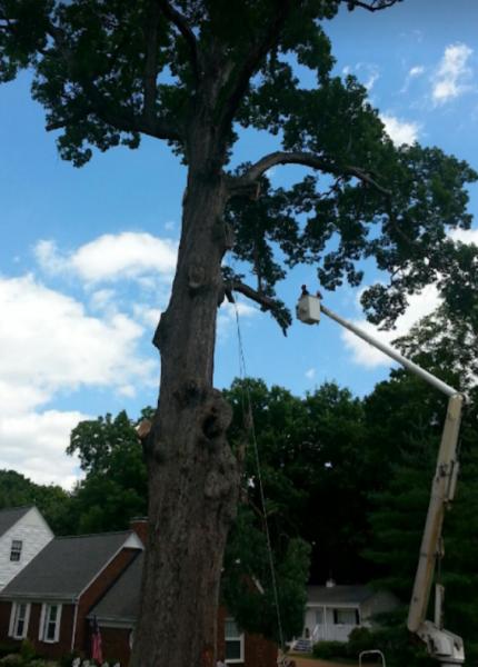 Hughes Tree Service