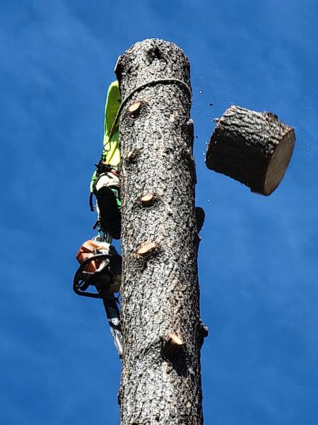 CDA Tree and Utility