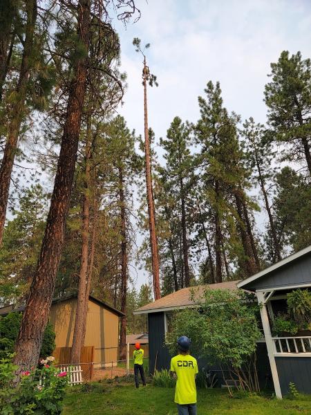 CDA Tree and Utility
