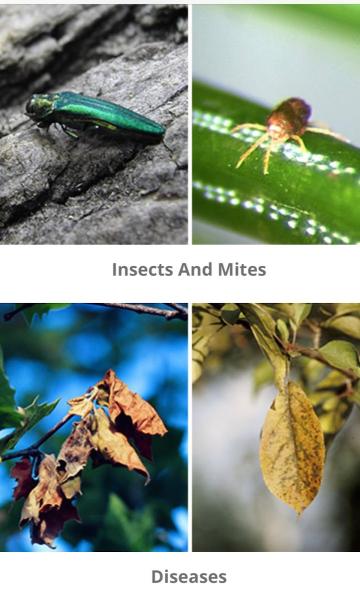 Rozell Tree Care Specialist