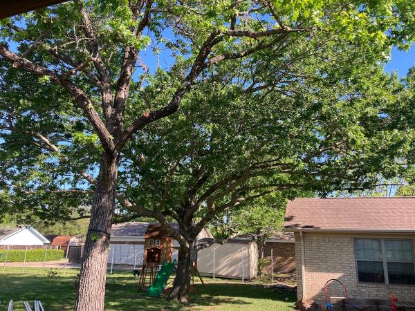 Texas Tree Transformations