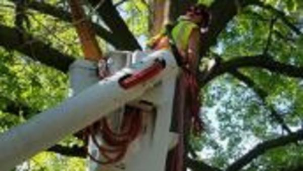 John's Tree Service