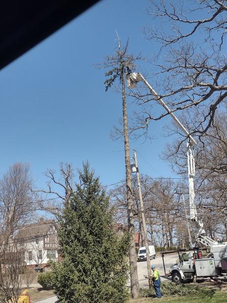 John's Tree Service