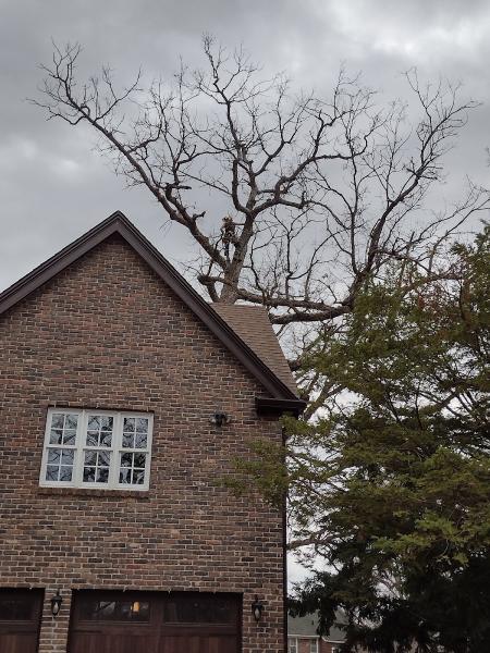 John's Tree Service