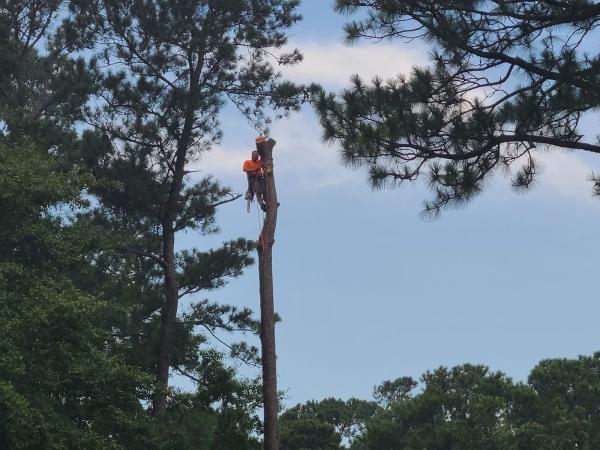 Arbor X Tree Service
