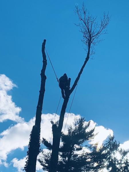 Harrisburg Tree Service