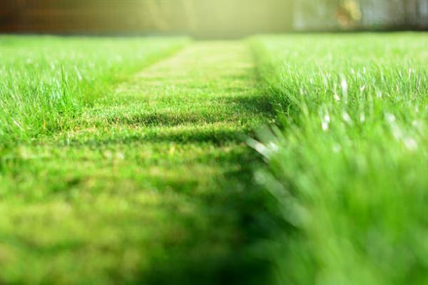Watson Landscaping Services