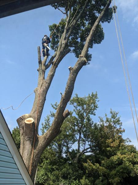 Green Island Tree Services