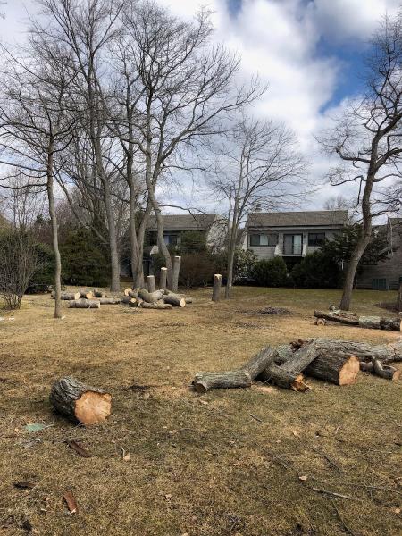 Green Island Tree Services